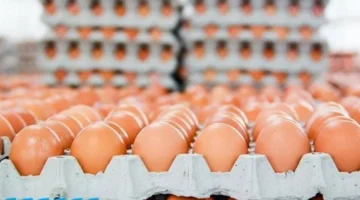 أسعار كرتونة البيض في بورصة الدواجن خلال تعاملات يوم الجمعة الحالي